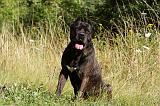 CANE CORSO 896